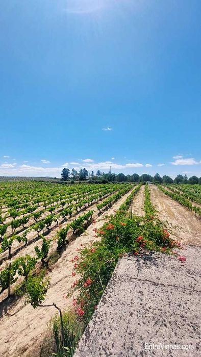 Vendo uvas na zona de Mirandela de varias qualidades