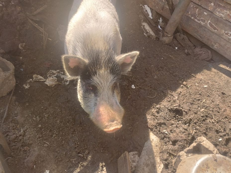 Продам хряка некастрованый Вьетнамський