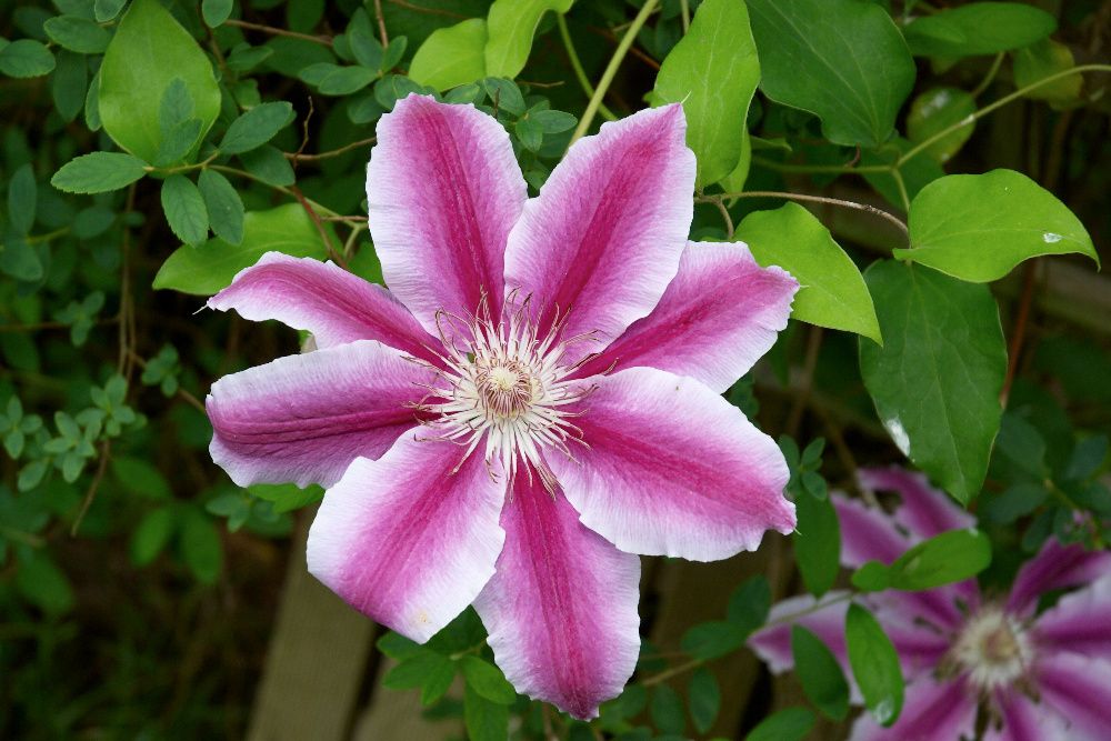 Clematis, powojnik, clematisy -różne kolory,niebieski, biały..