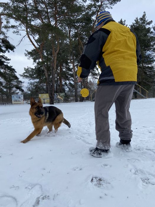 Готель для собак/перетримка собак/зооготель/кінолог/дресирування собак