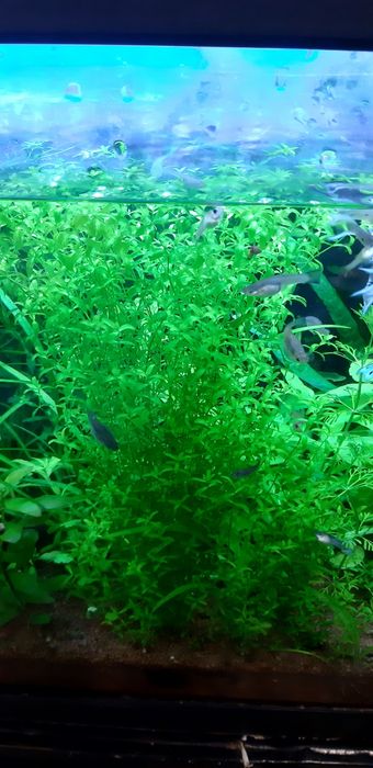 Lote plantas aquario