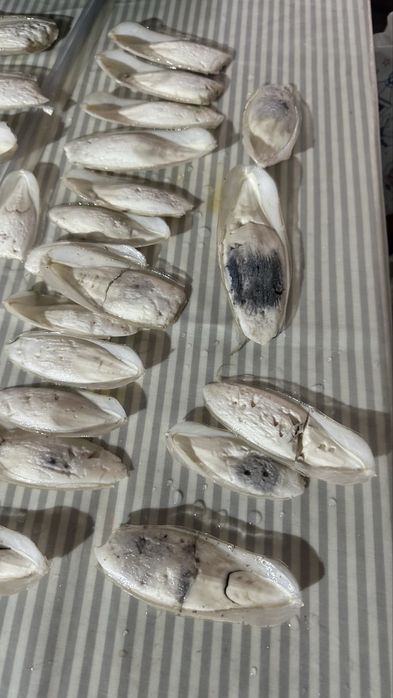 Osso choco calcio natural para aves