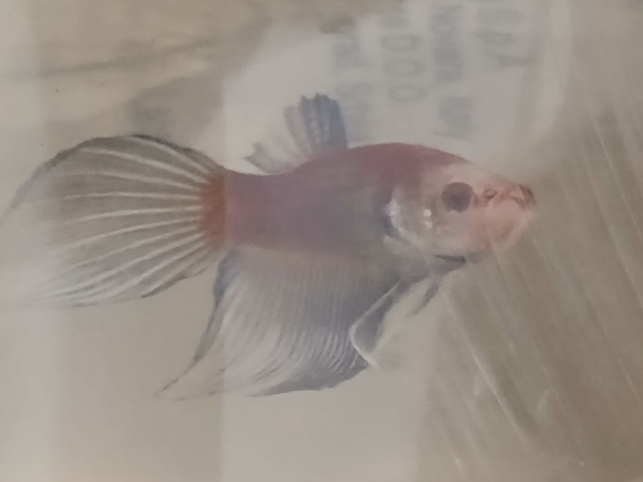 Bettas machos e femeas