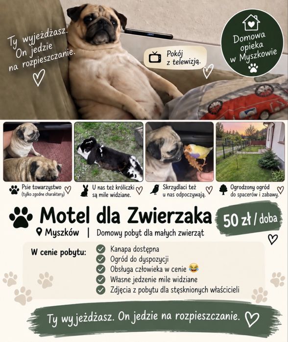 Domowy hotel dla zwierzaków w Myszkowie