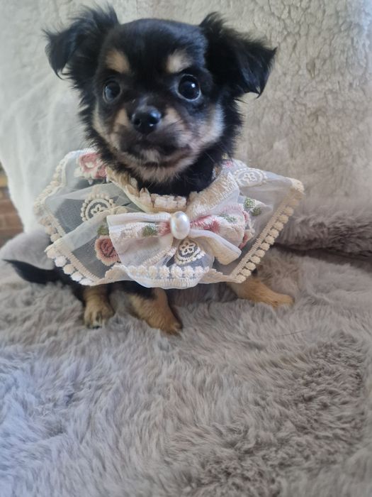 Sunia chihuahua długowłosa