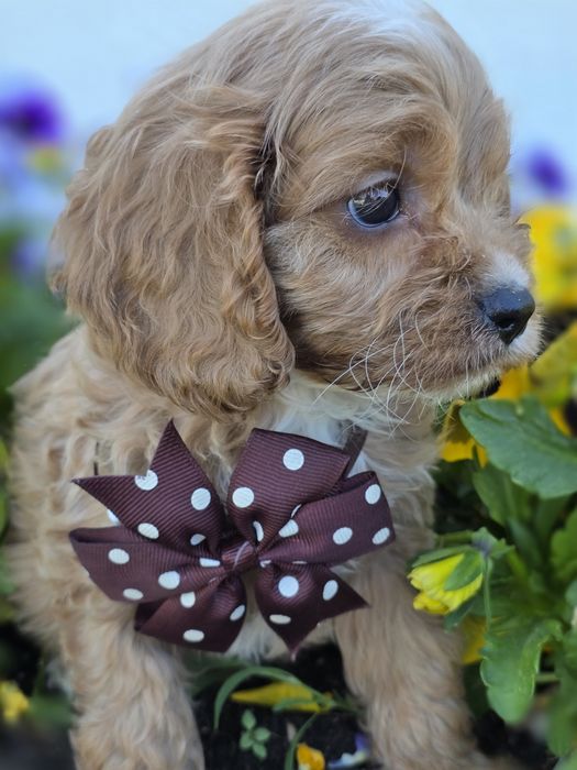 Cavapoo Samiec do odbioru badania genetyczne