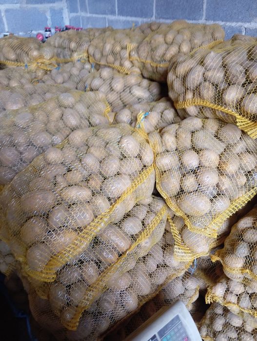 Ziemniaki Melody i paszowe