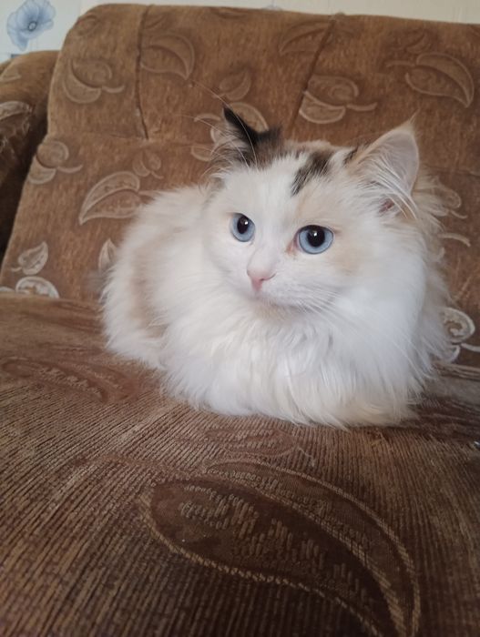 Кішка Махідевран