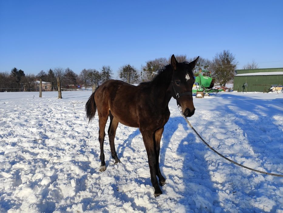 Źrebica małopolska