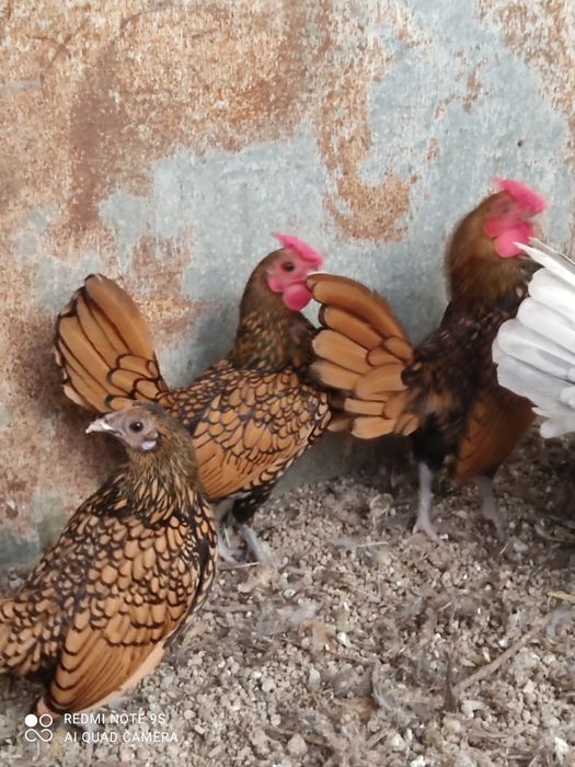 Куры Сибрайт ,Куры