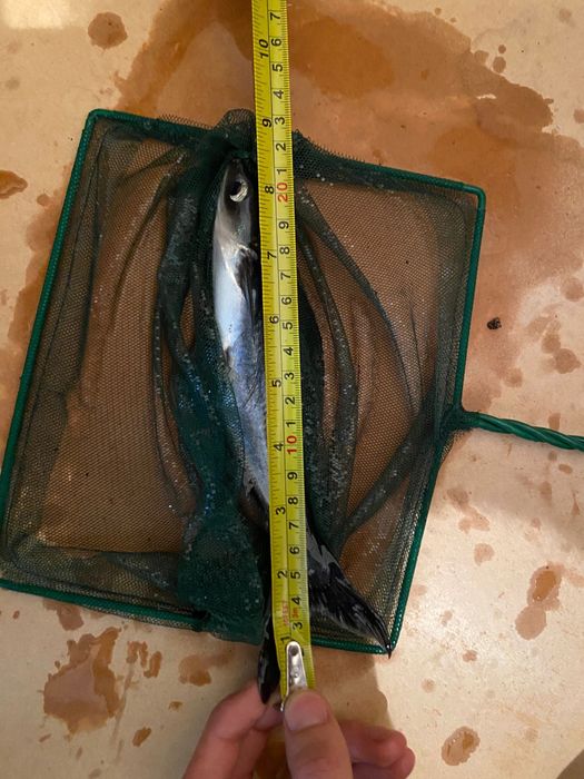 4 pangasius 2 albino 2 azuis