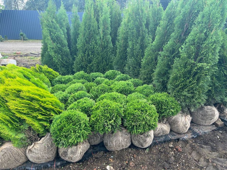 Рослини з грунту ОПТ