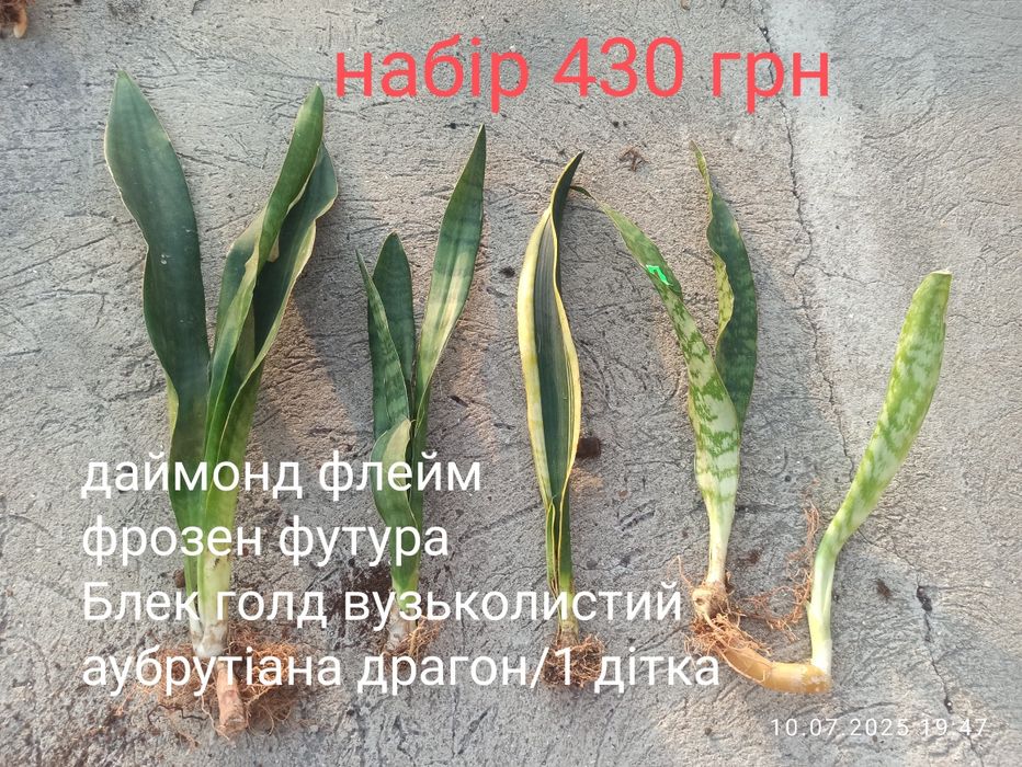 Сансевієрії, набори по бюджетній ціні