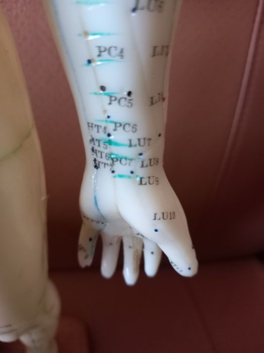 Modelo anatómico humano acupuntura