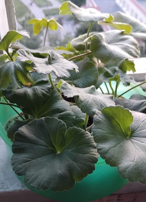 Пеларгония цветет большими яркими  шарами