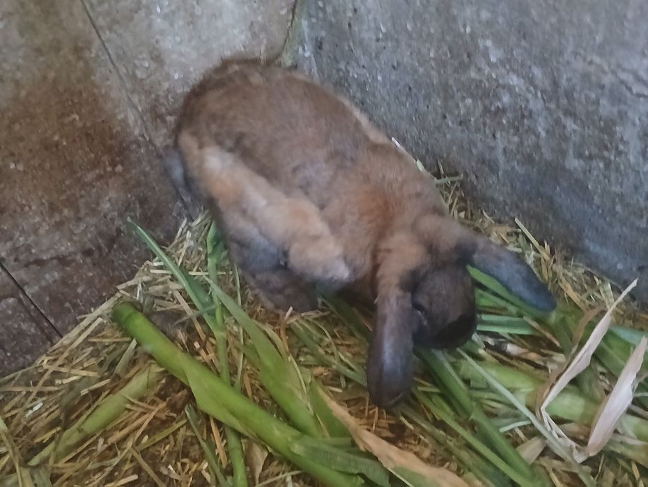 Sprzedam samce 2 sztuki  mix z bf  okazja!!