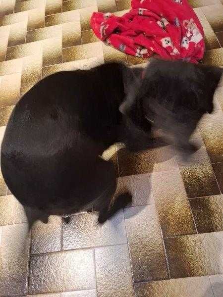 Adoto uma cadela de 5 anos, muito meiga, com as vacinas todas em dia porque vamos mudar de cidade