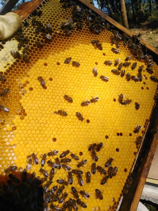 Enxame de abelha apis mellifera