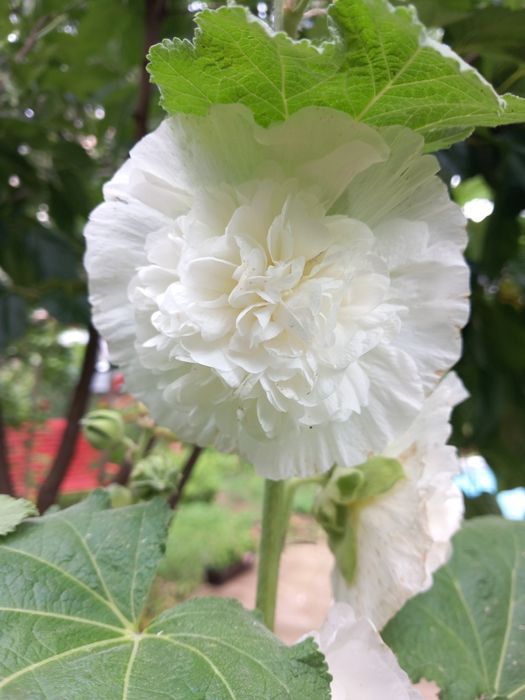 Мальви махрові з власного саду (насіння)