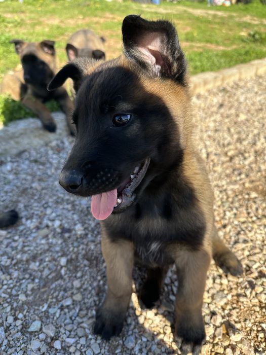 Macho pastor belga malinois