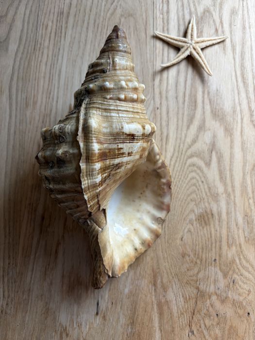 Muszla morska charonia tritonis