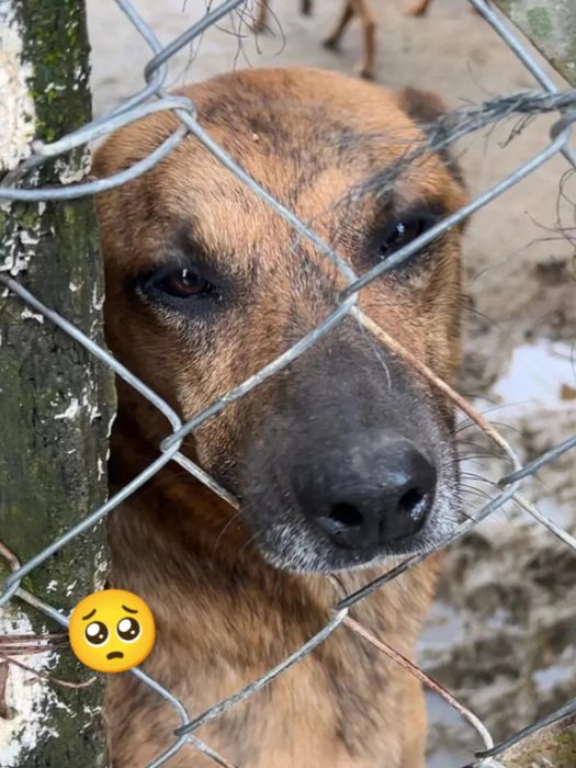 Chocolate para adoção