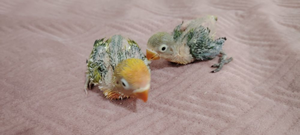 Agapornis Fischers Opalino .