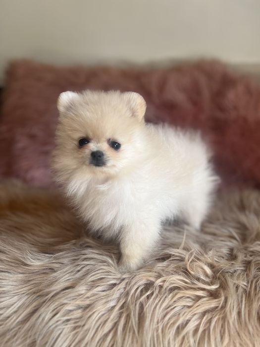 Szpic minaturowy pomeranian suczka