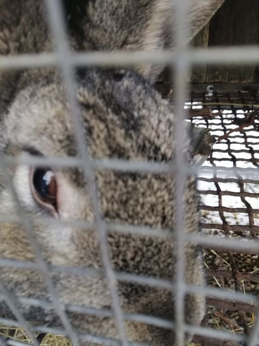 Мясо кролика домашнего