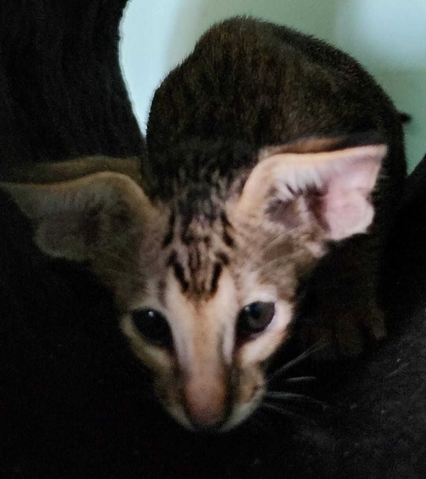 Сіамо Орієнтальна група дівчатка Феліція та Февронія