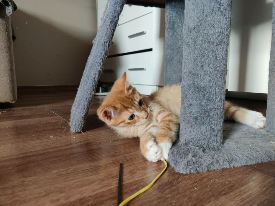 Rudy kociak do adopcji