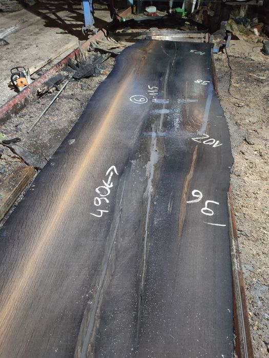 Dąb czarny mający kilka tysięcy lat