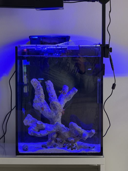 Aquario Scalare Nano Reef 60l completo agua salgada