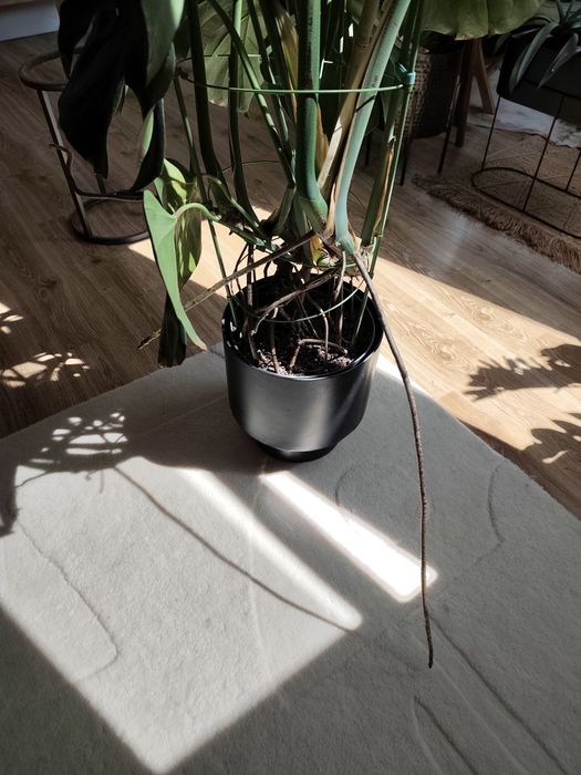Duża, gęsta Monstera Deliciosa
