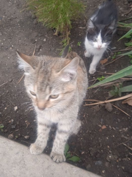 Кошенята маленькие