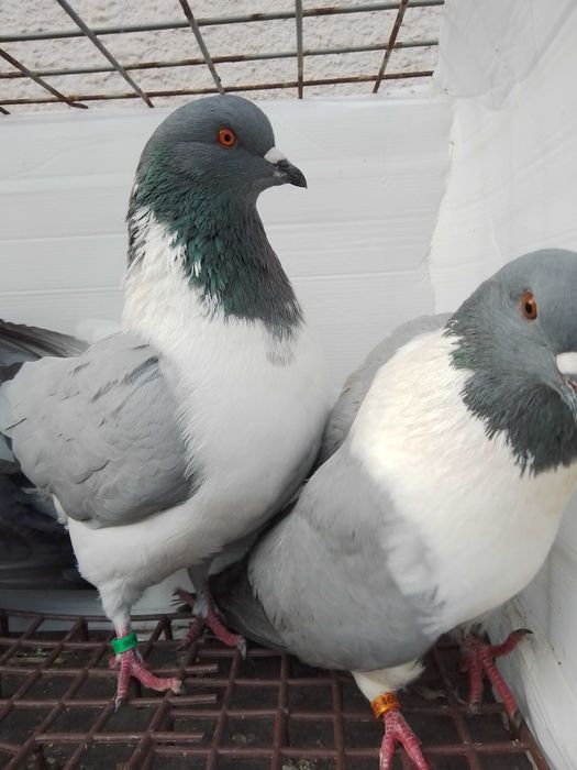 Gołębie ozdobne strassery niebieskie