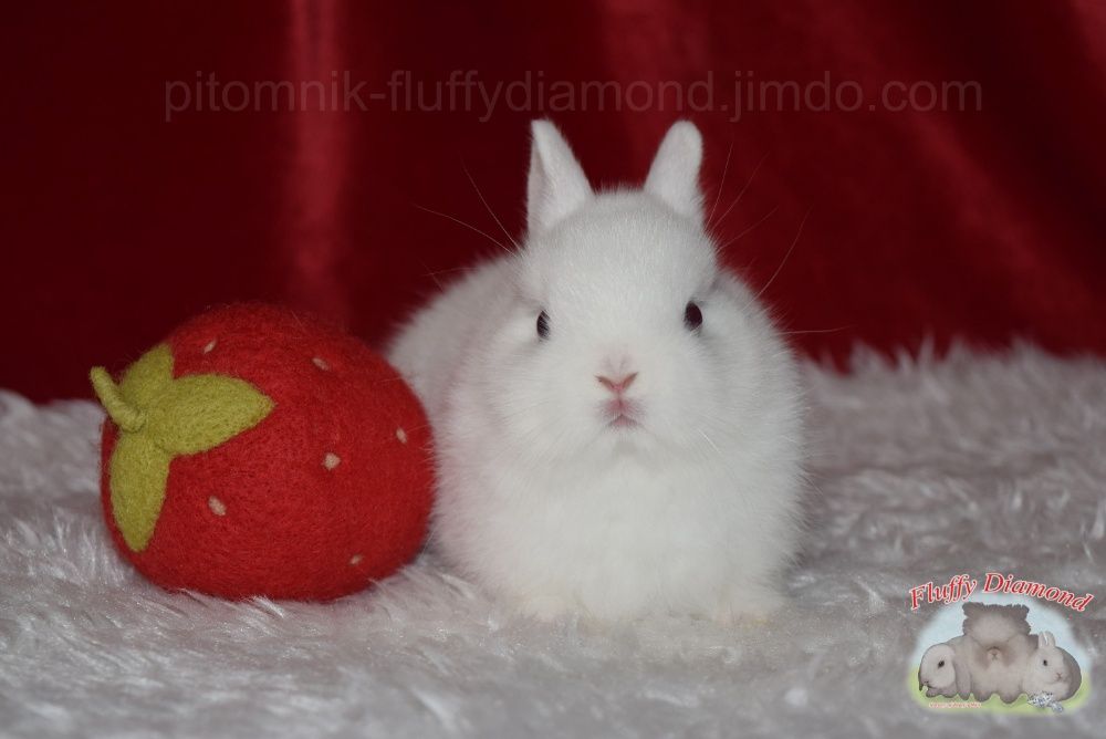 Гермелини-найменші з карликових кроликів. Розплідник! Вакциновані