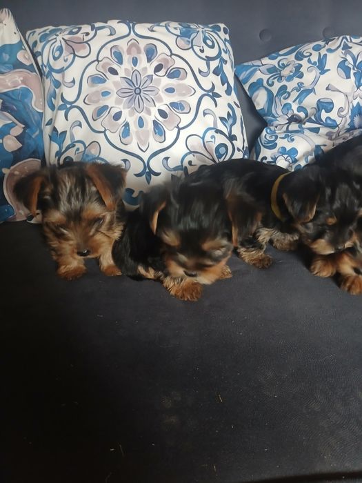 Yorkshire terrier