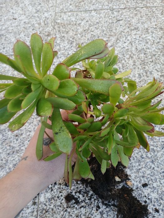 Suculentas enraizadas