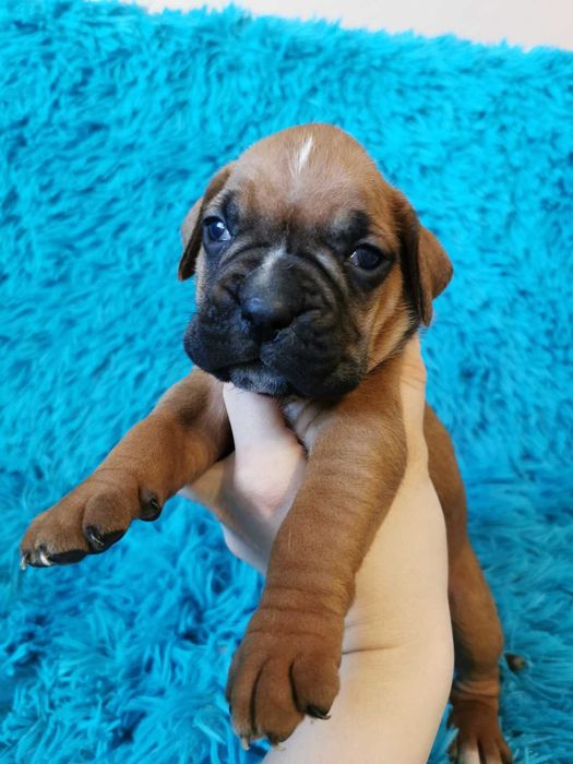 Szczeniak bokser piesek - do odbioru od 24 lutego