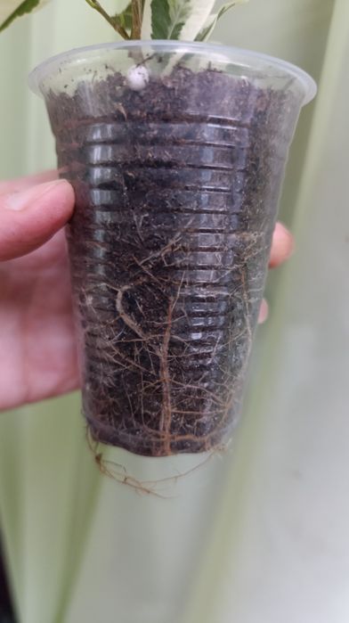 Твайлайт. Фікус Бенжаміна