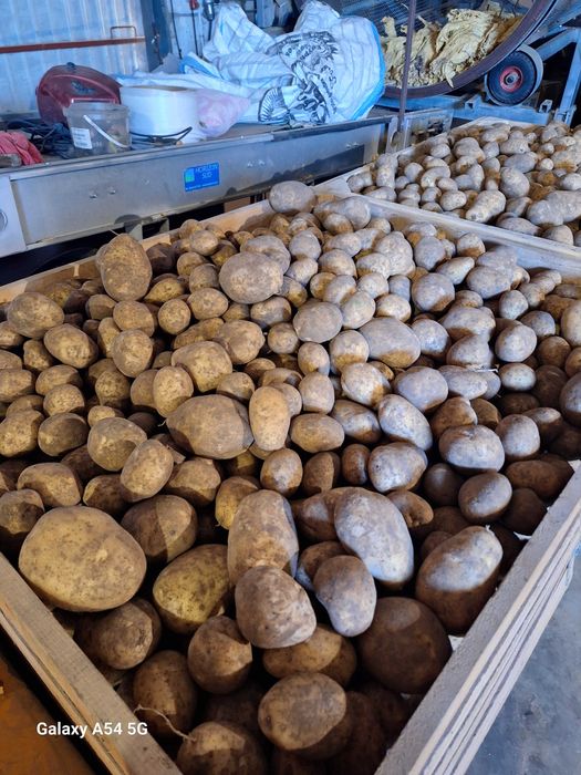 ziemniaki vineta 10kg transport