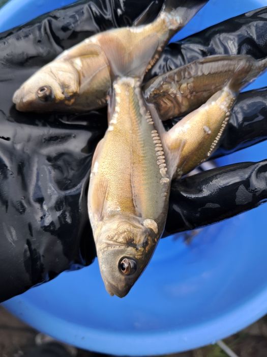 Рибна ферма вирощує карпа