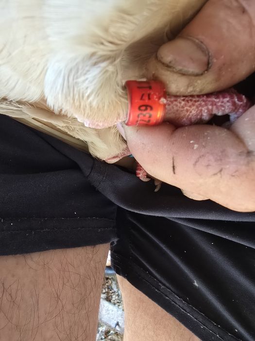 Gołębie pocztowe para żółtych.