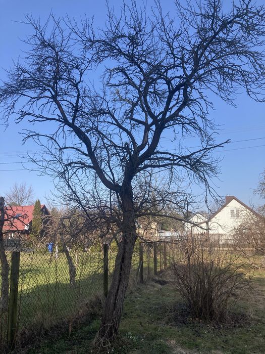 Drewno na opał do oddania