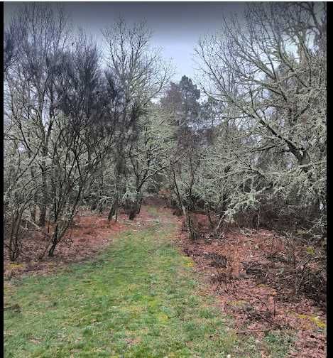 Quintas de S.Bartulomeu  Sabugal 3 terrenos, um para contruçao DE 6000m2 e 2 outros perto du Rio COA com Pinhal de 20000m2 e 300m2 com carvalhos.