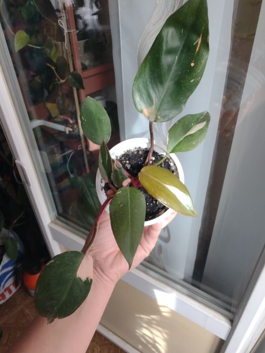 ФИЛОДЕНДРОНЫ разные сорта