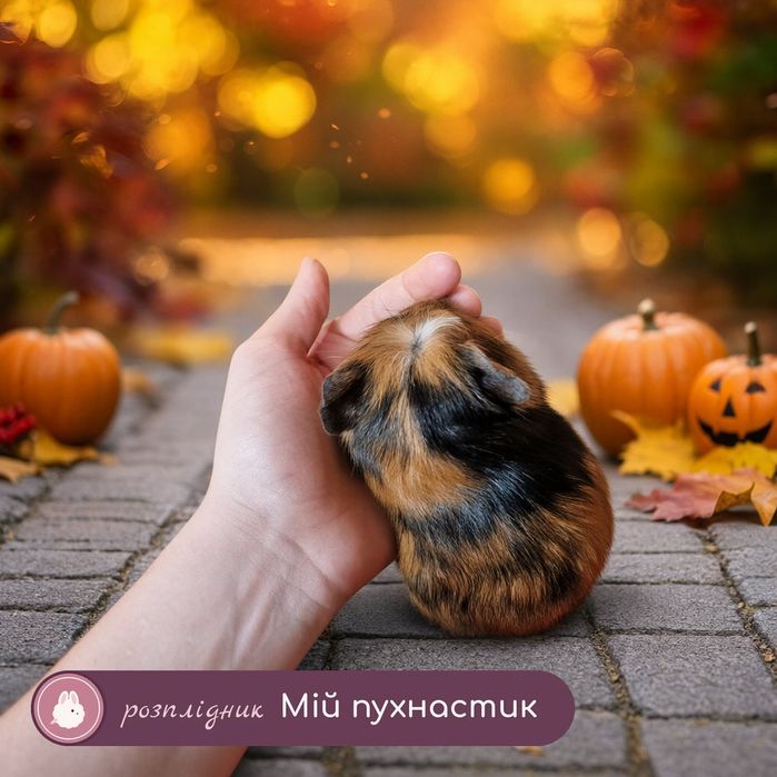 морські свинки,свинка,морские,морская,морська,cavie Морська свинка,порода "Кольоровий крестед",окрас "Черепаховий",вік 1міс,хлопчик,ціна 1200грн