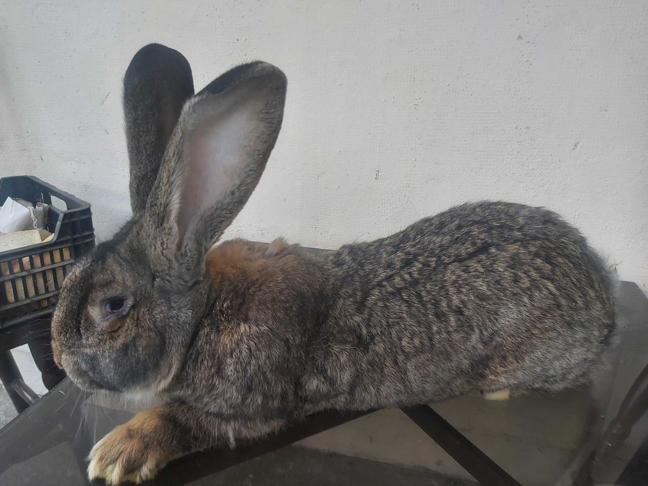 Olbrzym belgijski samiec BOS