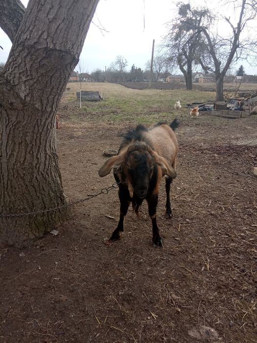 Продам англо -нубийского козла